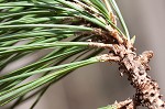 Loblolly Pine