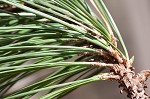 Loblolly Pine