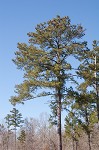 Loblolly Pine