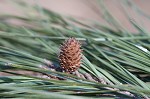 Loblolly Pine