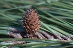 Loblolly Pine