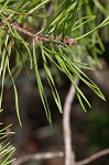 Virginia pine