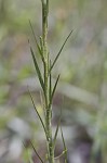 Narrowleaf silkgrass