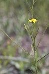 Narrowleaf silkgrass