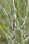 Narrowleaf silkgrass