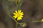 Narrowleaf silkgrass