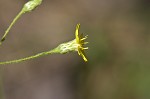 Narrowleaf silkgrass