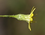 Narrowleaf silkgrass