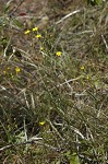 Narrowleaf silkgrass