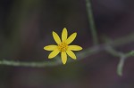 Narrowleaf silkgrass