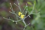 Narrowleaf silkgrass