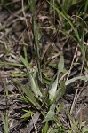 Narrowleaf silkgrass