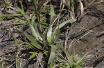 Narrowleaf silkgrass