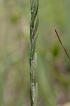 Narrowleaf silkgrass