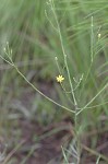 Narrowleaf silkgrass