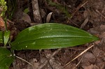 Palegreen orchid