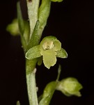 Palegreen orchid