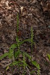 Palegreen orchid