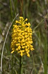 Yellow fringless orchid