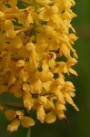 Yellow fringless orchid