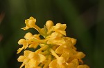 Yellow fringless orchid