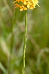 Yellow fringless orchid