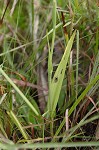 Yellow fringless orchid