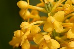 Yellow fringless orchid