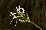 White fringeless orchid