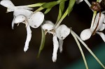 White fringeless orchid