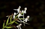 White fringeless orchid