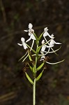 White fringeless orchid