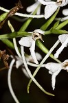 White fringeless orchid