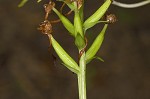 White fringeless orchid