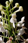 White fringeless orchid