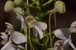 White fringeless orchid