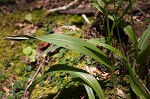 White fringeless orchid