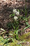 White fringeless orchid