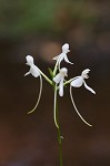 White fringeless orchid