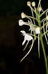 White fringeless orchid