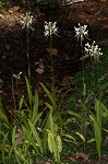 White fringeless orchid