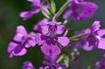 Purple fringless orchid