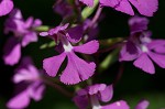 Purple fringless orchid