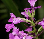 Purple fringless orchid