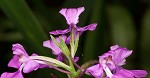 Purple fringless orchid