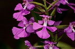Purple fringless orchid