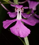 Purple fringless orchid