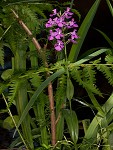 Purple fringless orchid