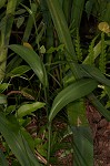 Purple fringless orchid