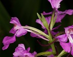 Purple fringless orchid